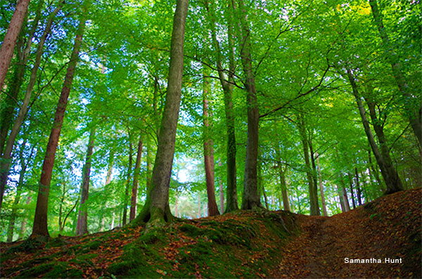 In the Wood by Samantha Hunt