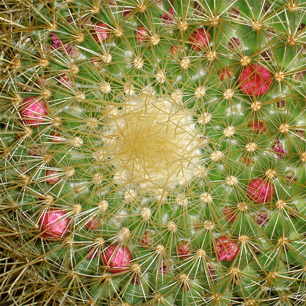 Cactus by Debi Gardiner