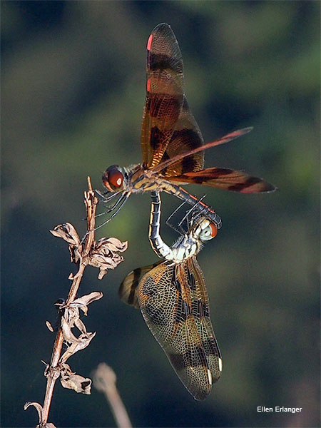 Dragonfly Lovers by Ellen Erlanger